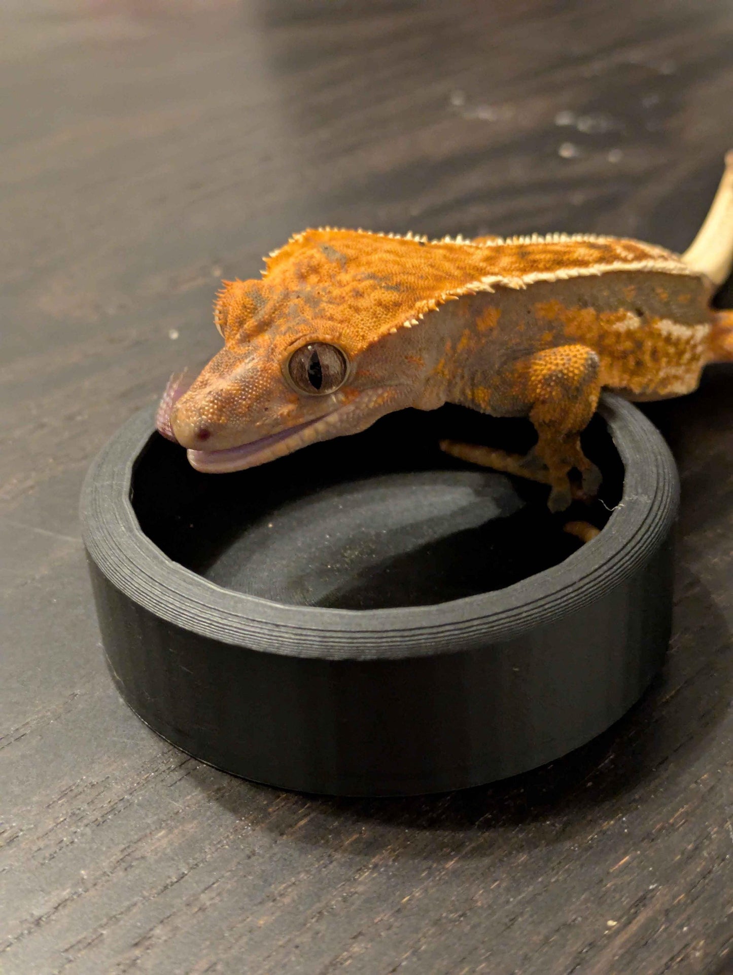 Reptile Worm Feeder Bowl