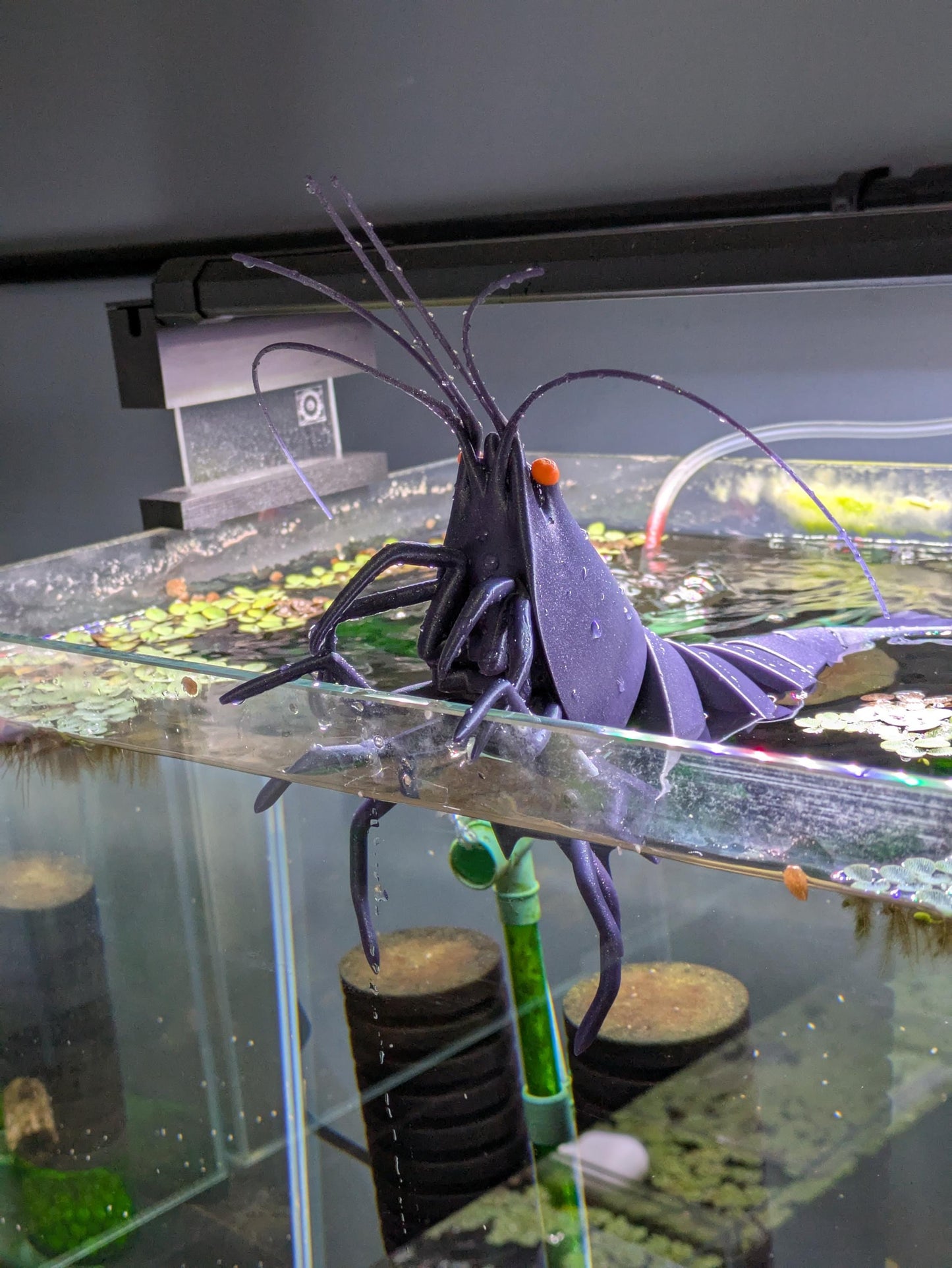 Giant Articulated Shrimp