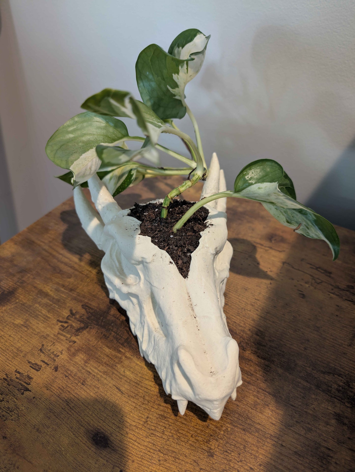 Dragon Skull Planter for Home and Terrarium Decor