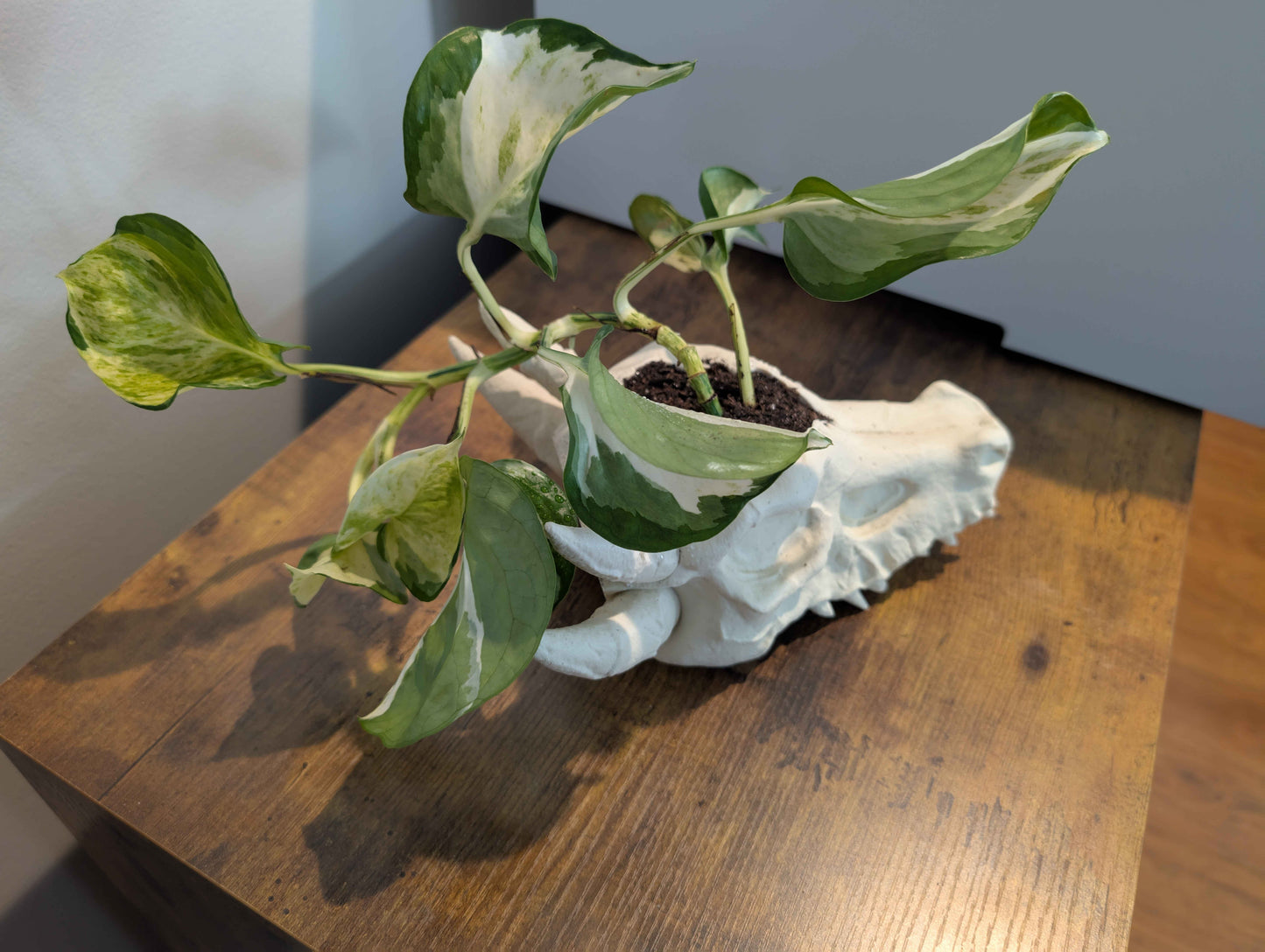 Dragon Skull Planter for Home and Terrarium Decor