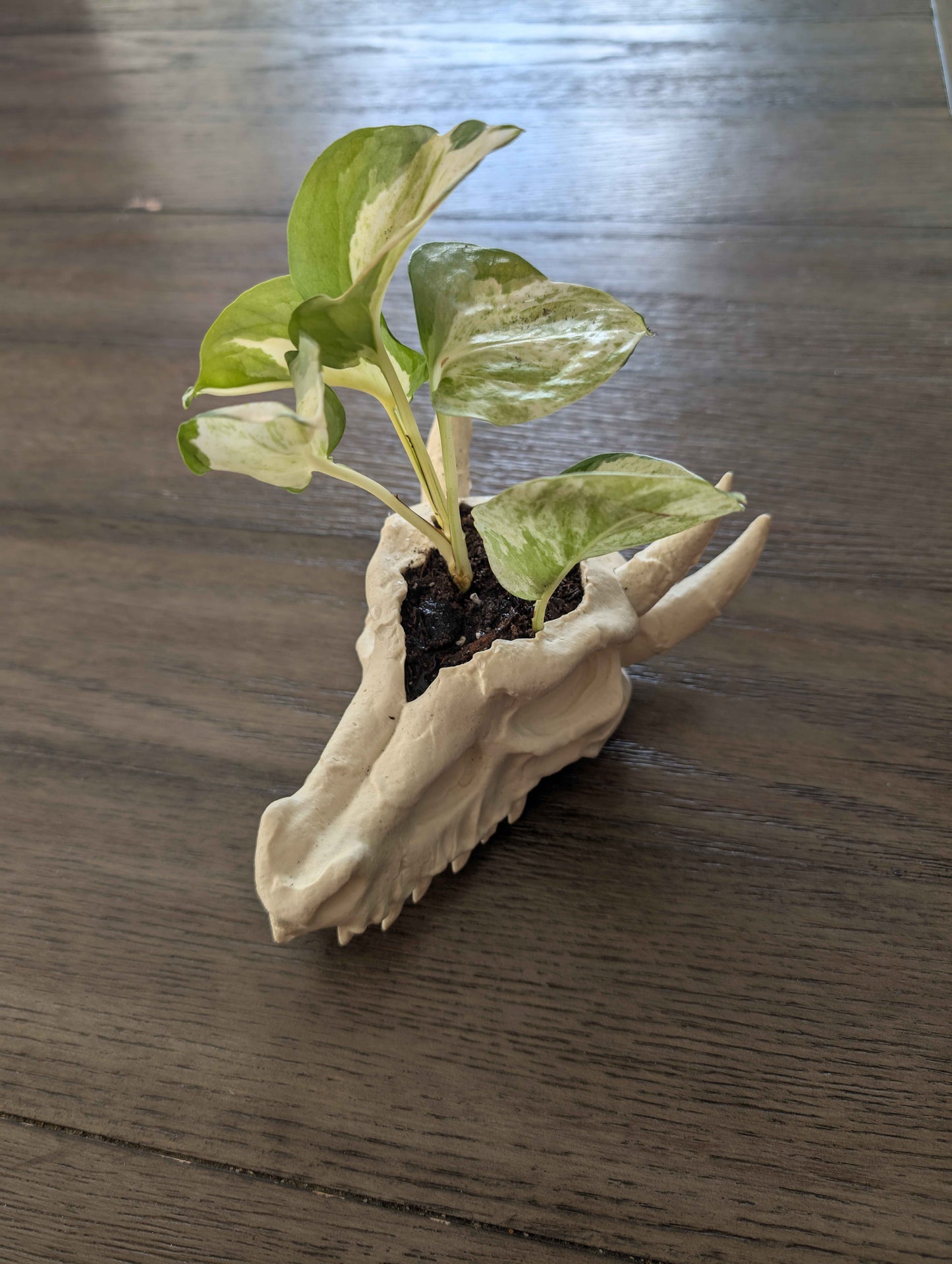 Dragon Skull Planter for Home and Terrarium Decor