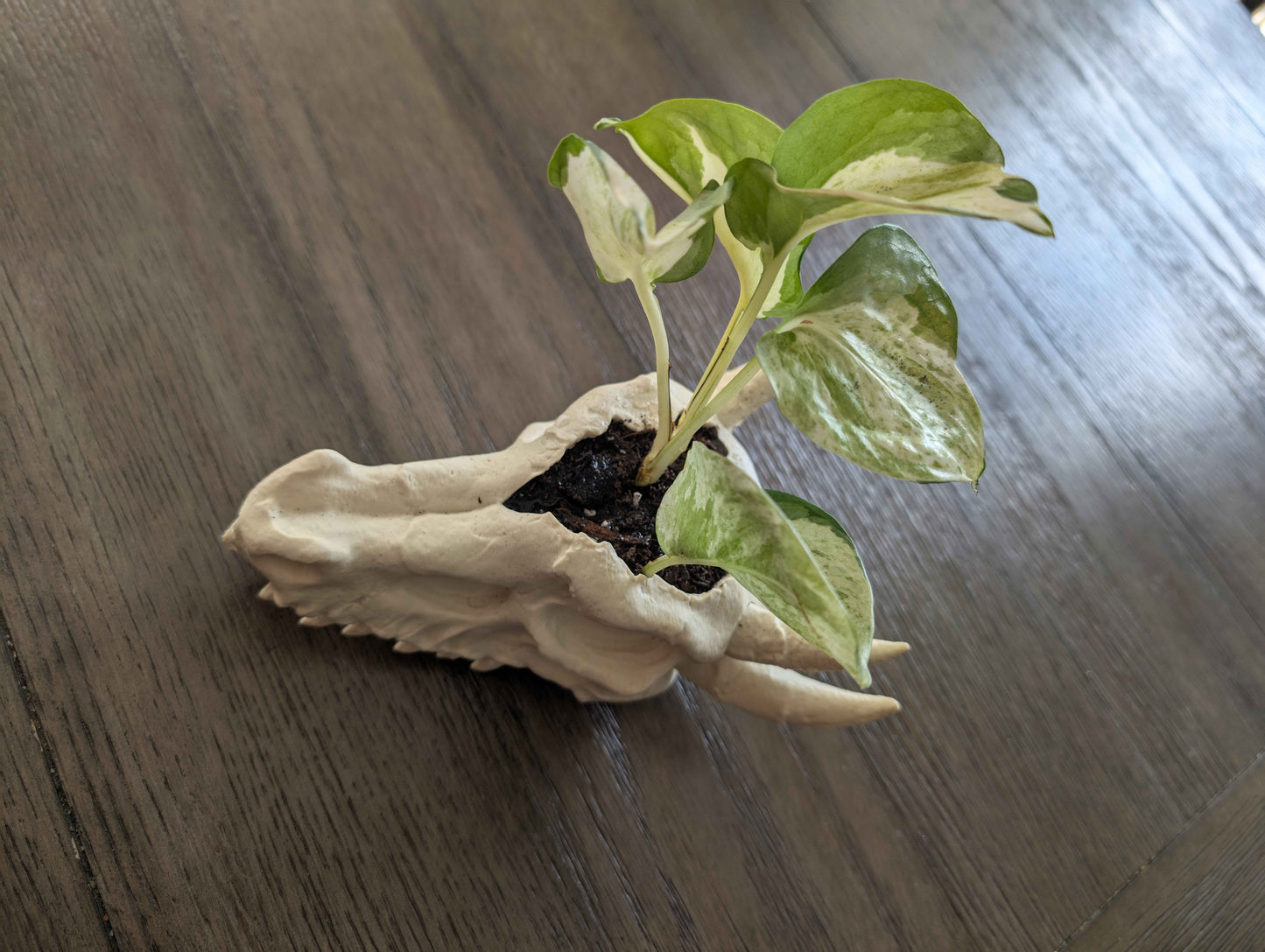 Dragon Skull Planter for Home and Terrarium Decor