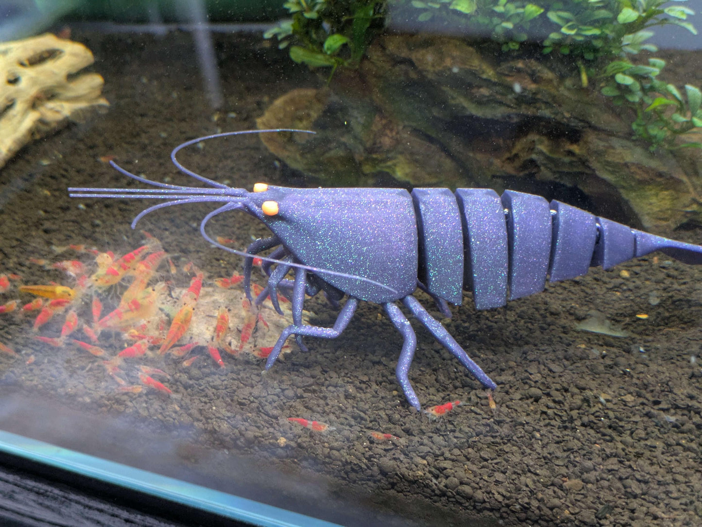 Sinking Shrimp for Aquarium Decor
