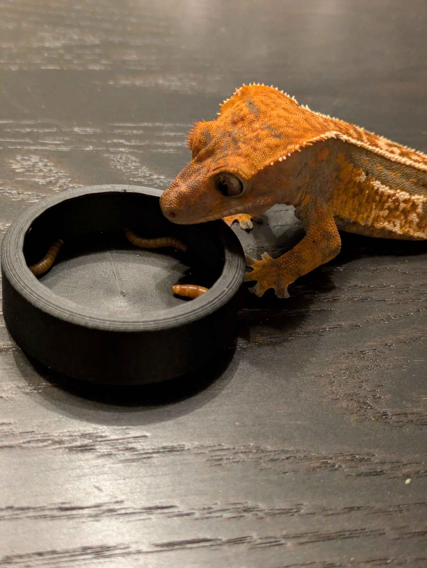 Reptile Worm Feeder Bowl
