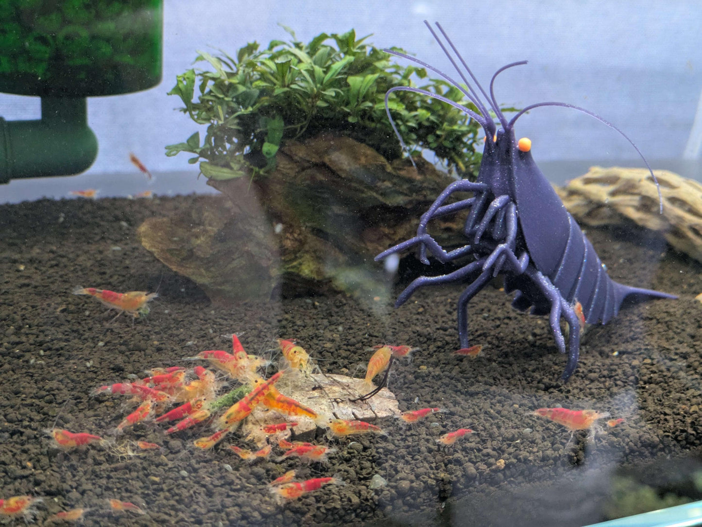 Sinking Shrimp for Aquarium Decor