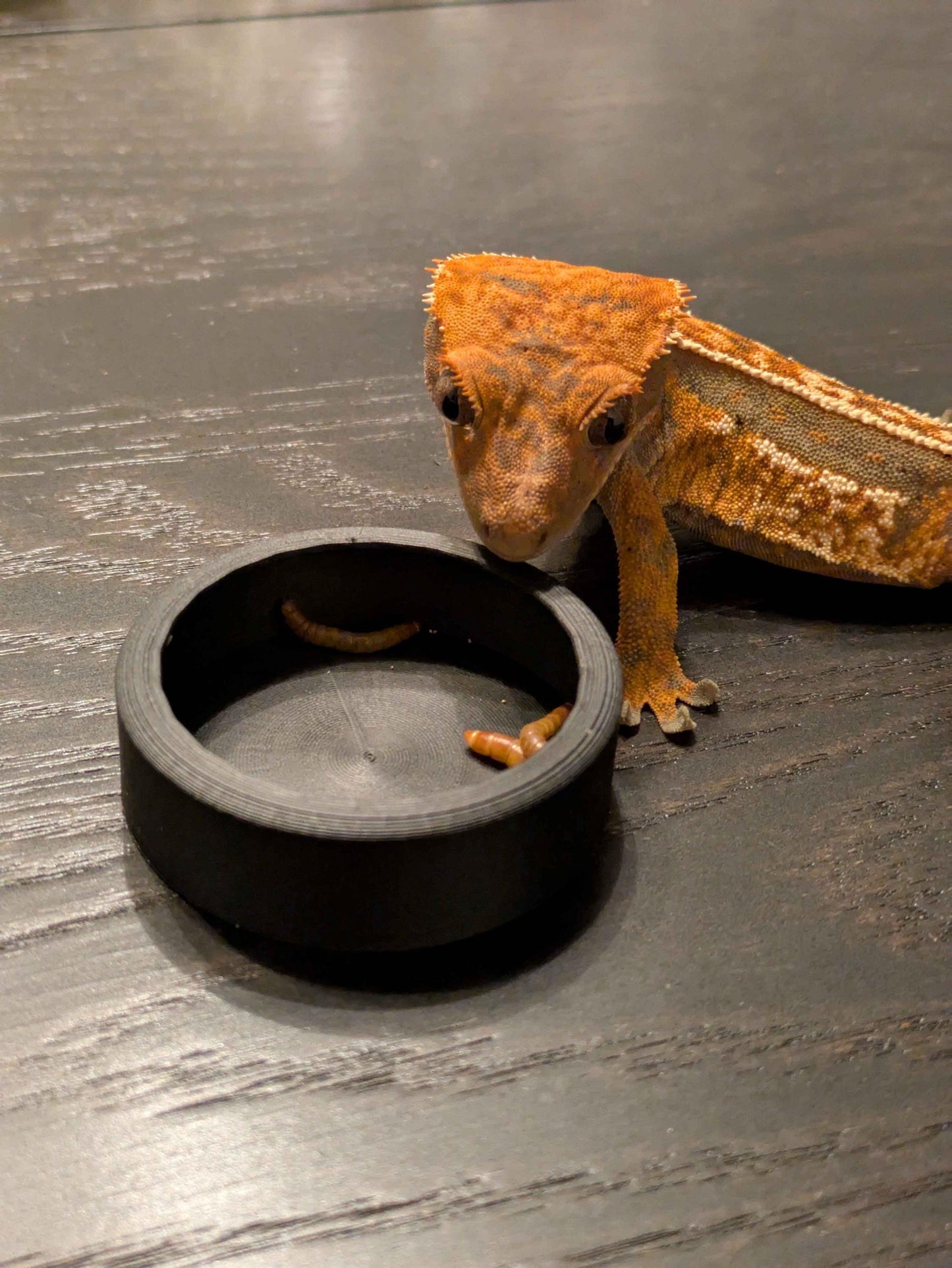 Reptile Worm Feeder Bowl