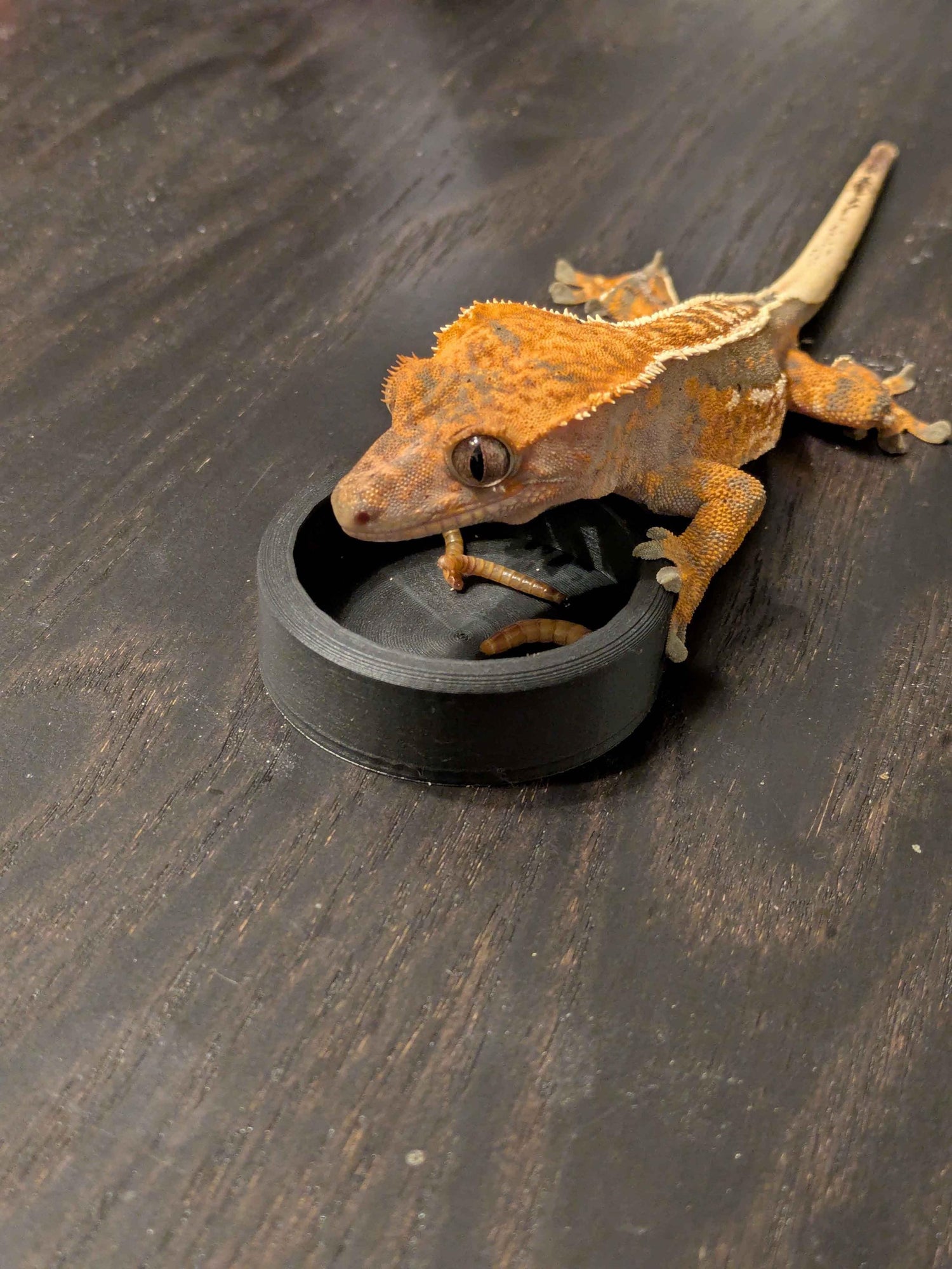 Reptile Supplies