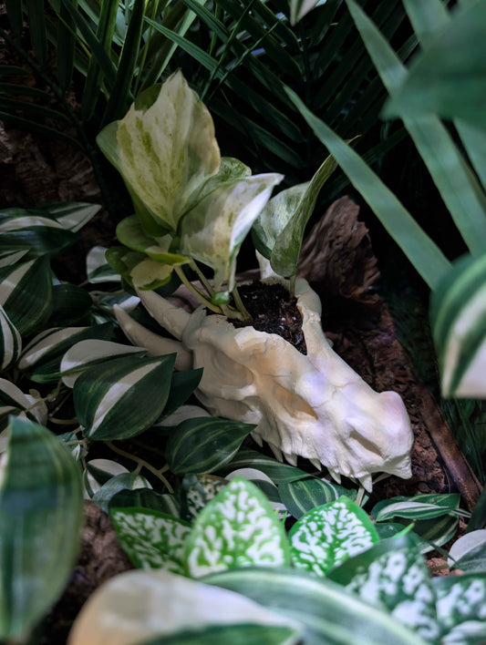 Dragon Skull Planter for Home and Terrarium Decor