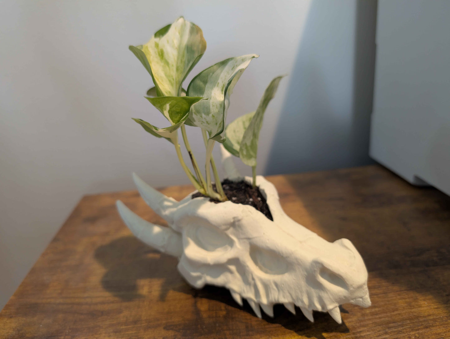 Dragon Skull Planter for Home and Terrarium Decor