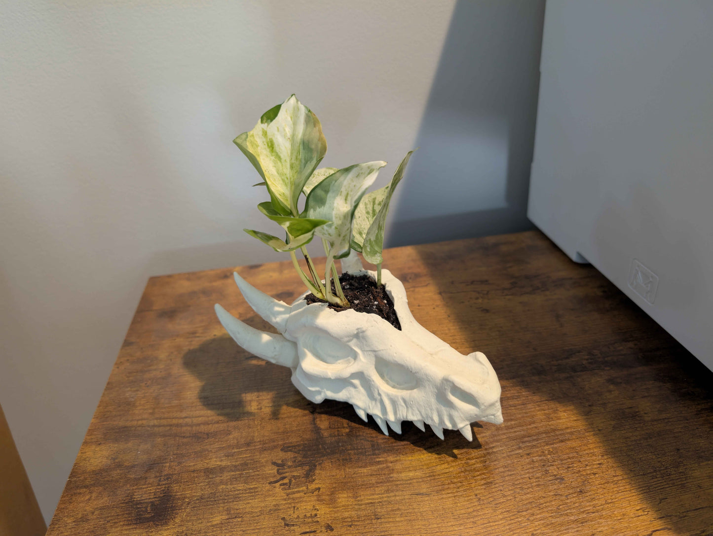 Dragon Skull Planter for Home and Terrarium Decor