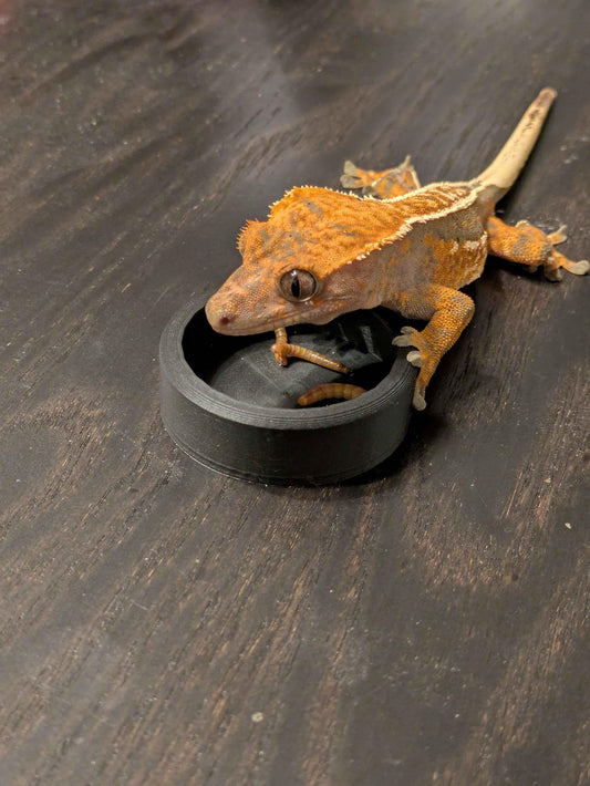Reptile Worm Feeder Bowl
