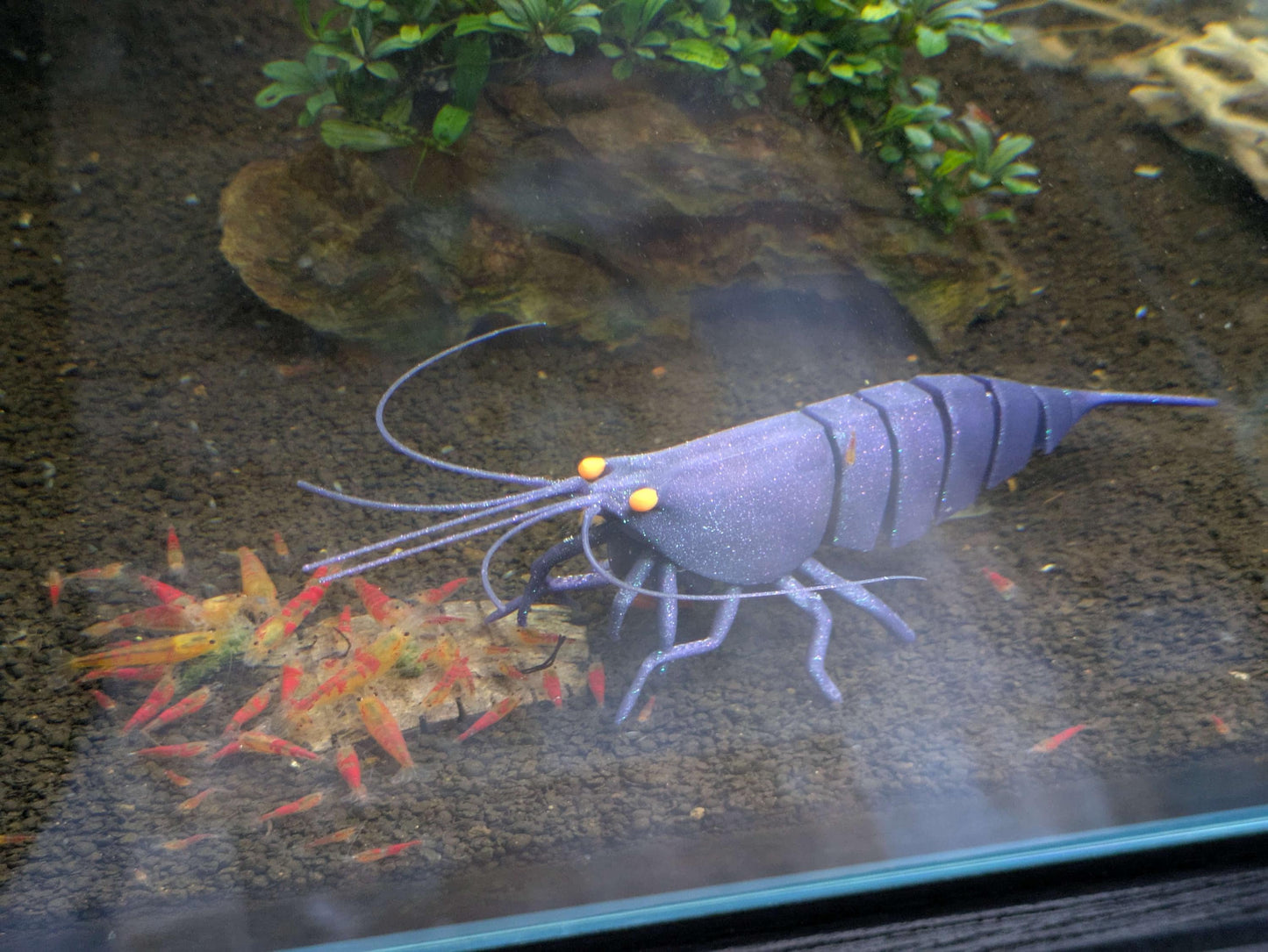 Sinking Shrimp for Aquarium Decor