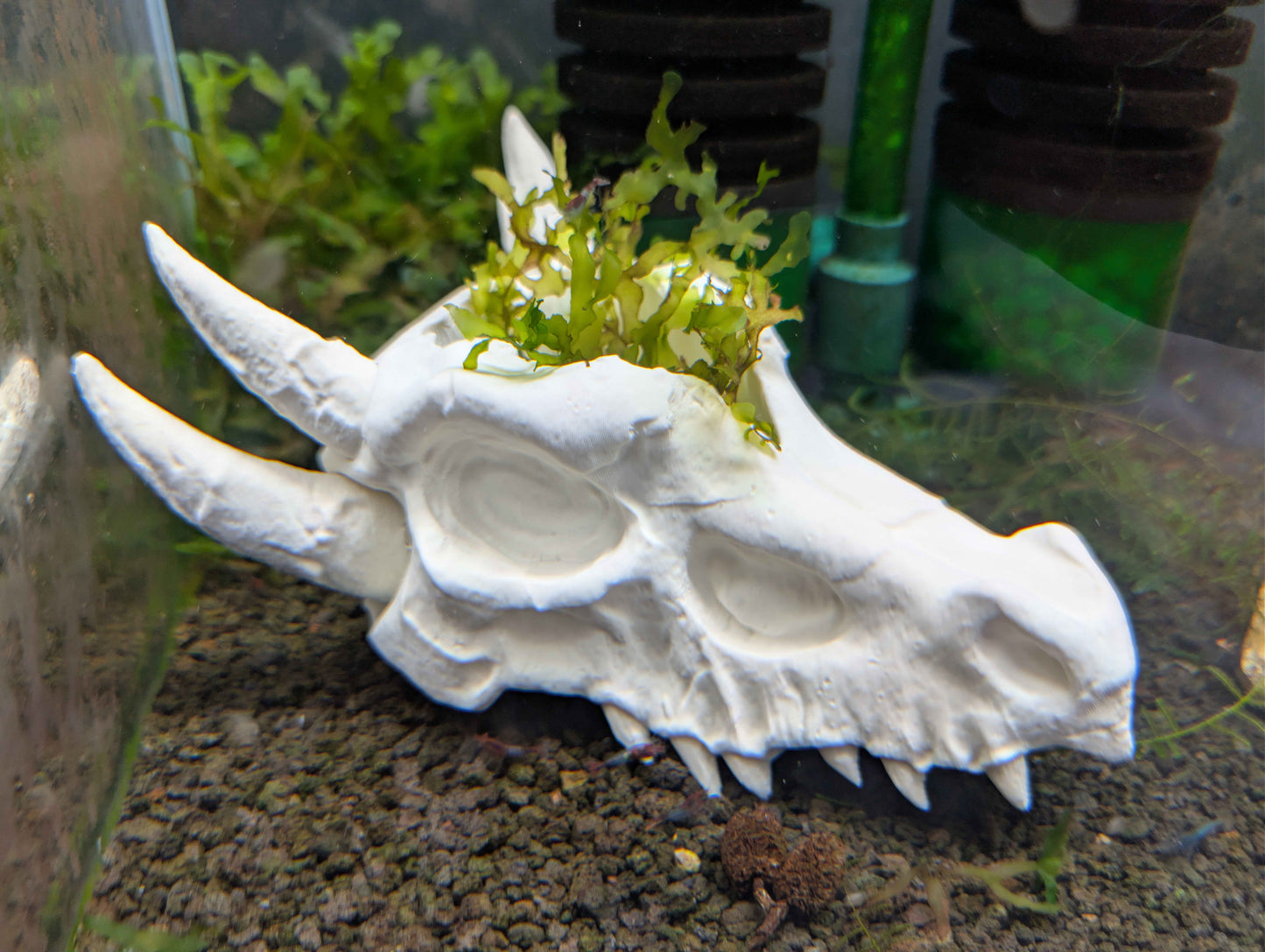 Dragon Skull Aquarium Decor and Hide