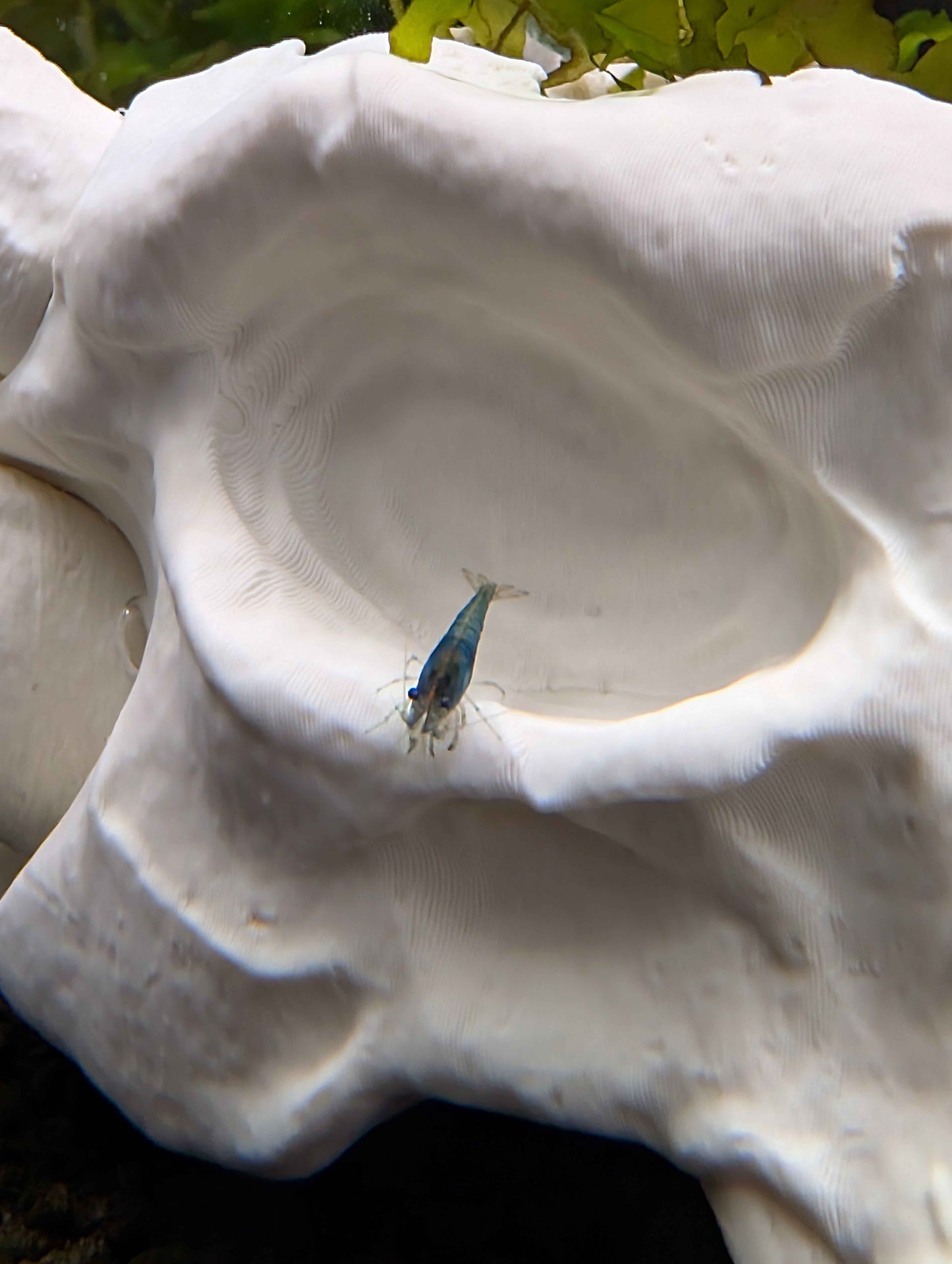 Dragon Skull Aquarium Decor and Hide