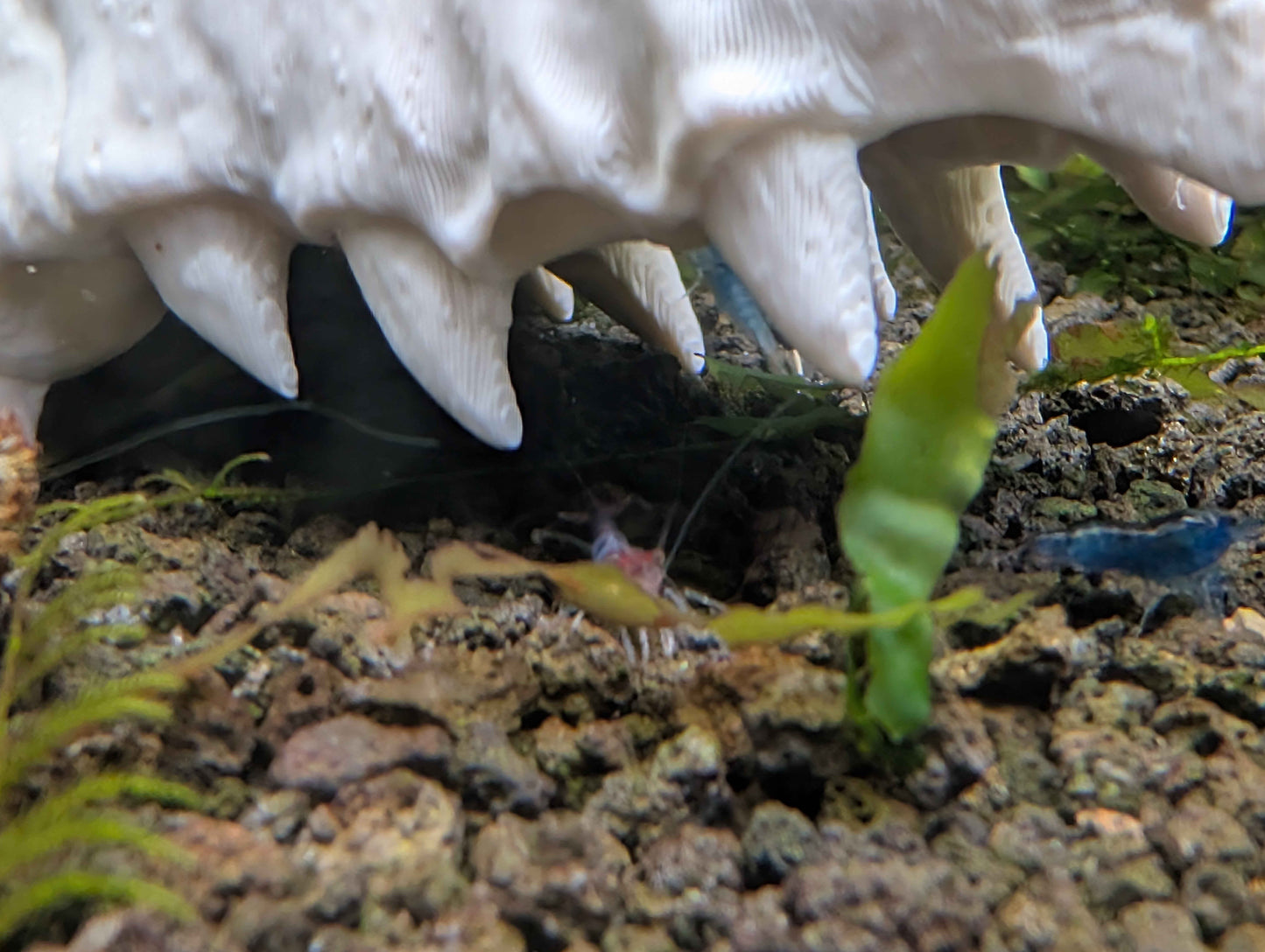 Dragon Skull Aquarium Decor and Hide