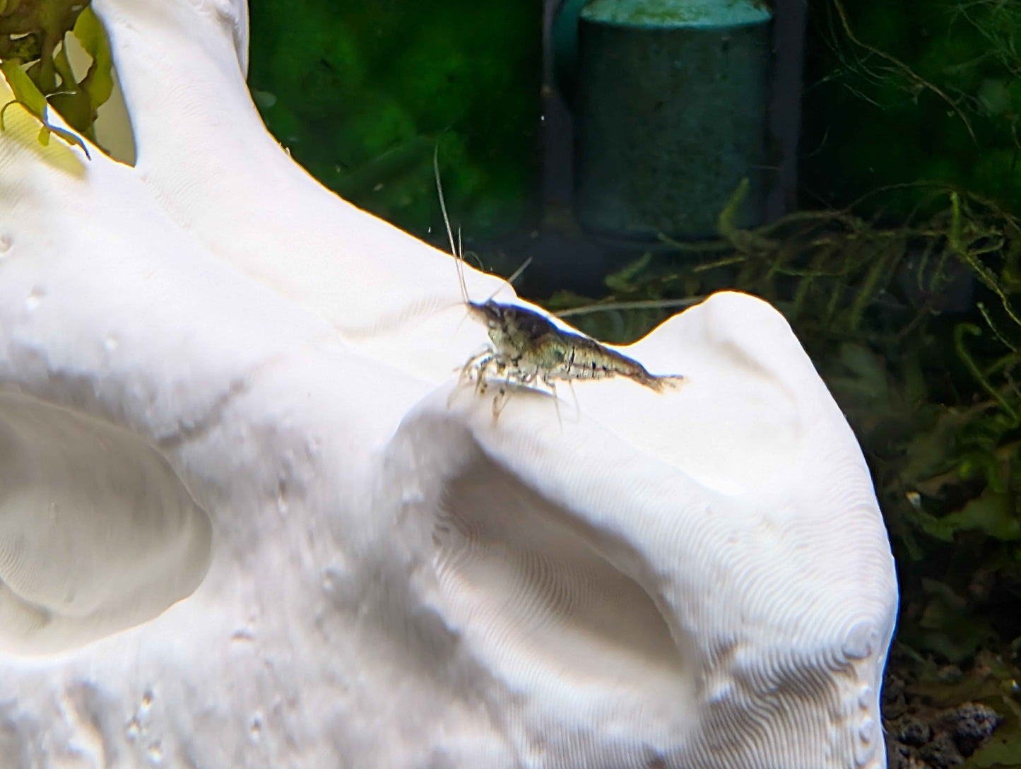 Dragon Skull Aquarium Decor and Hide