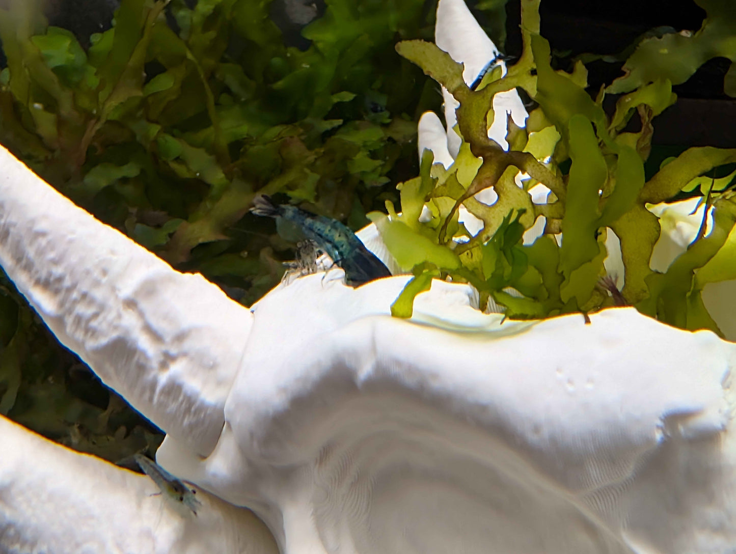 Dragon Skull Aquarium Decor and Hide