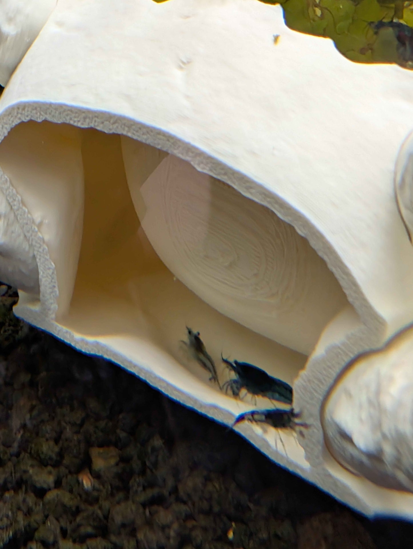 Dragon Skull Aquarium Decor and Hide