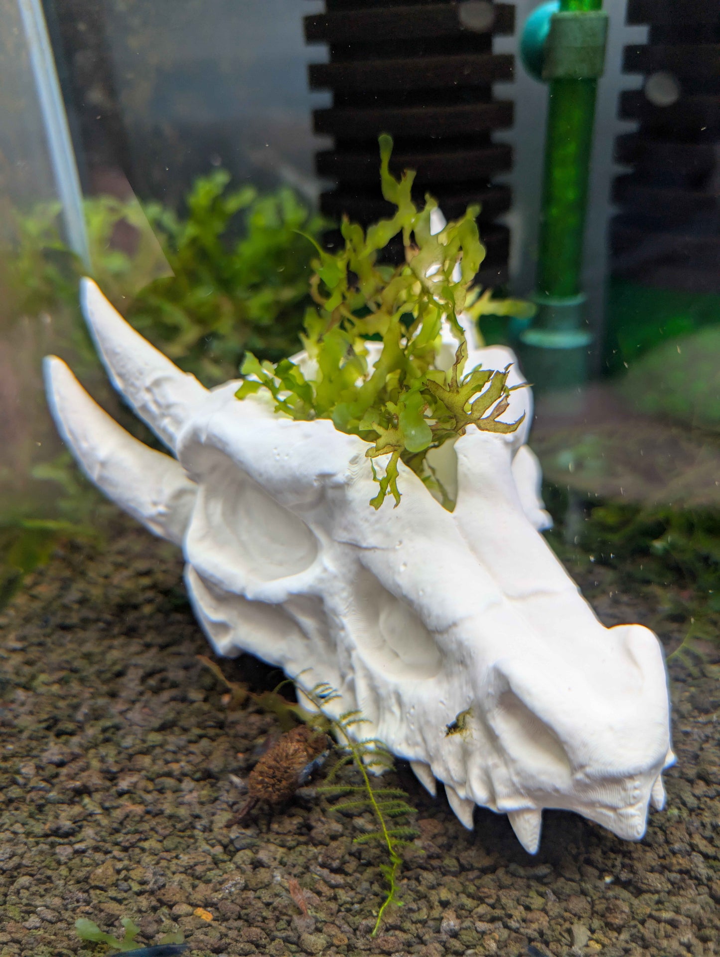 Dragon Skull Aquarium Decor and Hide