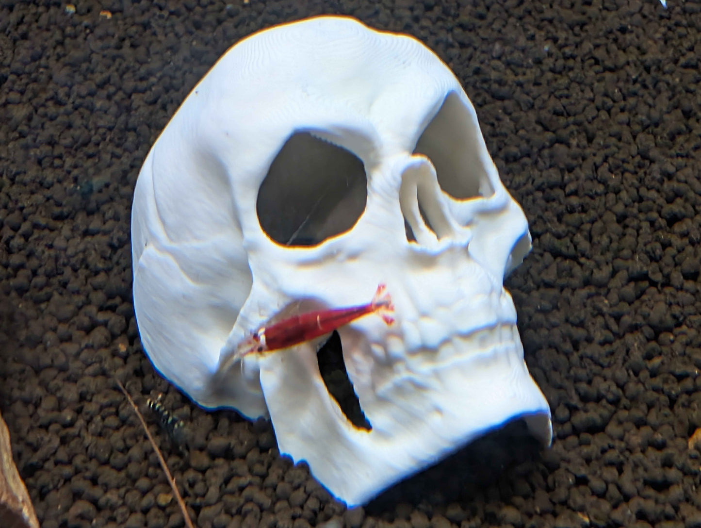 Human Skull Aquarium Decor & Hide | Fish & Shrimp Cave
