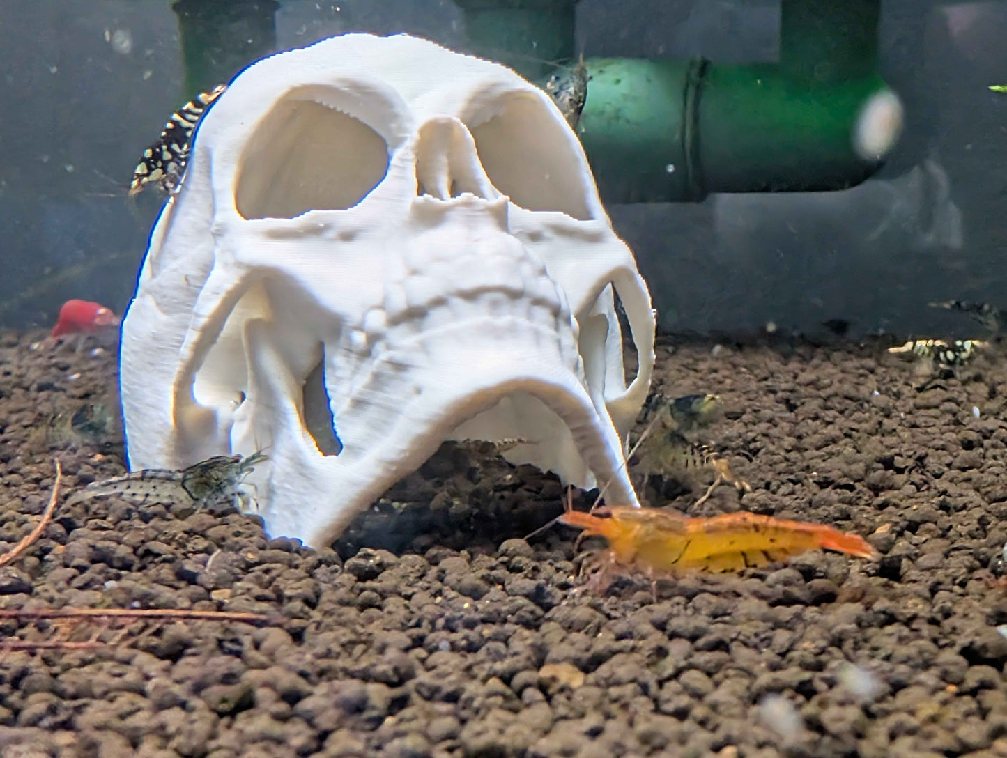 Human Skull Aquarium Decor & Hide | Fish & Shrimp Cave