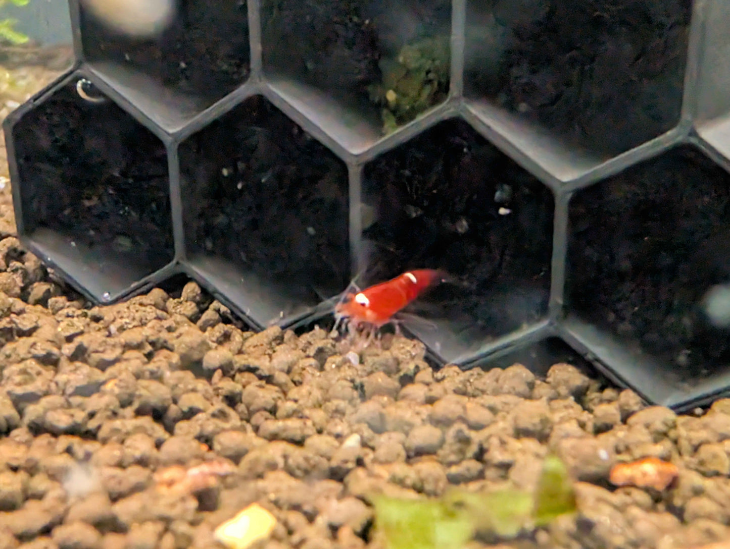 Hex Tube Shrimp Hide – Aquarium Shelter for Neocaridina & Caridina Shrimp