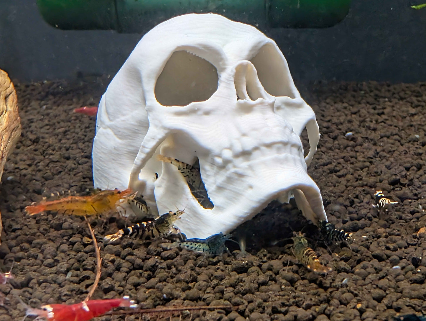 Human Skull Aquarium Decor & Hide | Fish & Shrimp Cave