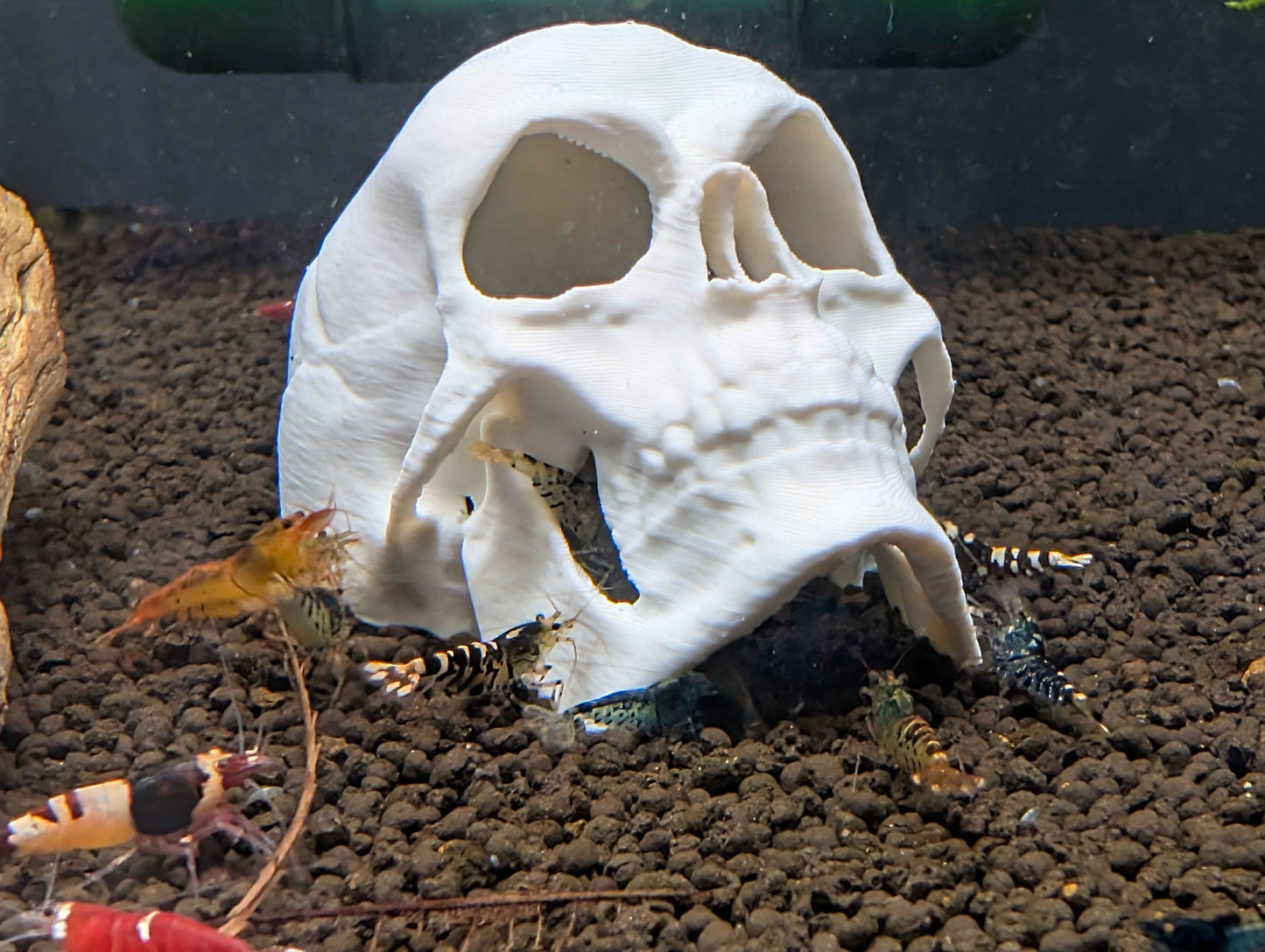 Human Skull Aquarium Decor & Hide | Fish & Shrimp Cave