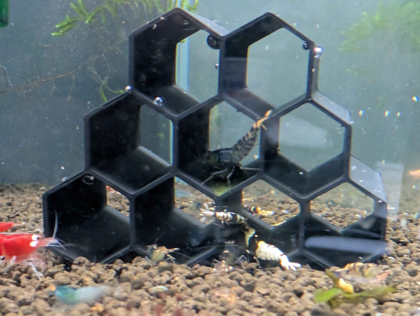 Hex Tube Shrimp Hide – Aquarium Shelter for Neocaridina & Caridina Shrimp