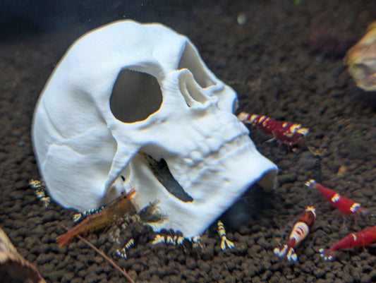 Human Skull Aquarium Decor & Hide | Fish & Shrimp Cave