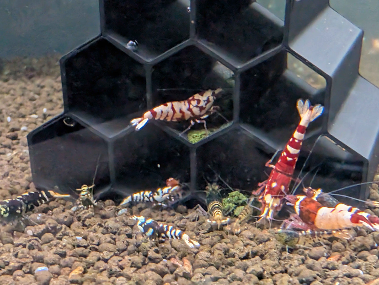 Hex Tube Shrimp Hide – Aquarium Shelter for Neocaridina & Caridina Shrimp