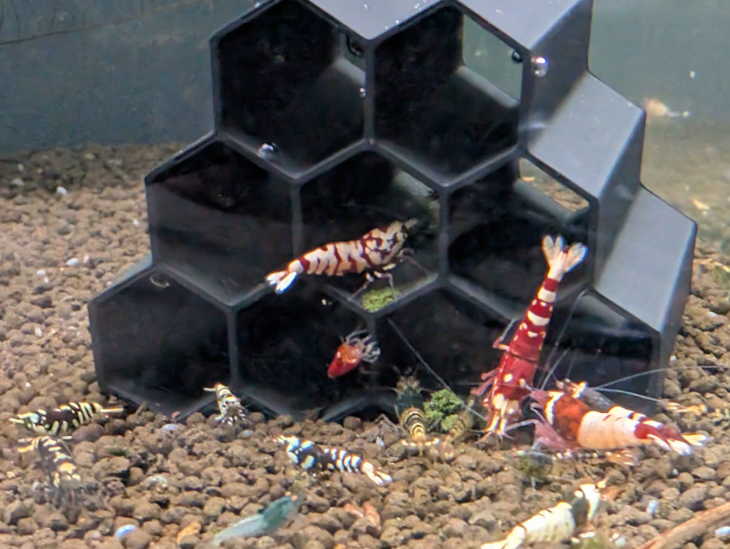 Hex Tube Shrimp Hide – Aquarium Shelter for Neocaridina & Caridina Shrimp