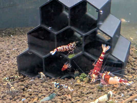 Hex Tube Shrimp Hide – Aquarium Shelter for Neocaridina & Caridina Shrimp