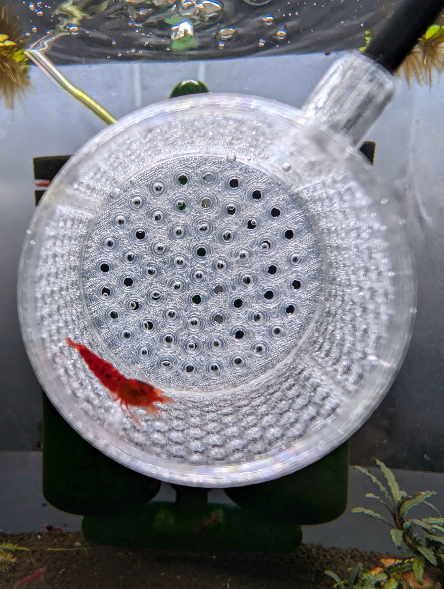 Shrimp Net - Sturdy 12 Inch Aquarium Net for Neocaridina, Caridina & Small Fish