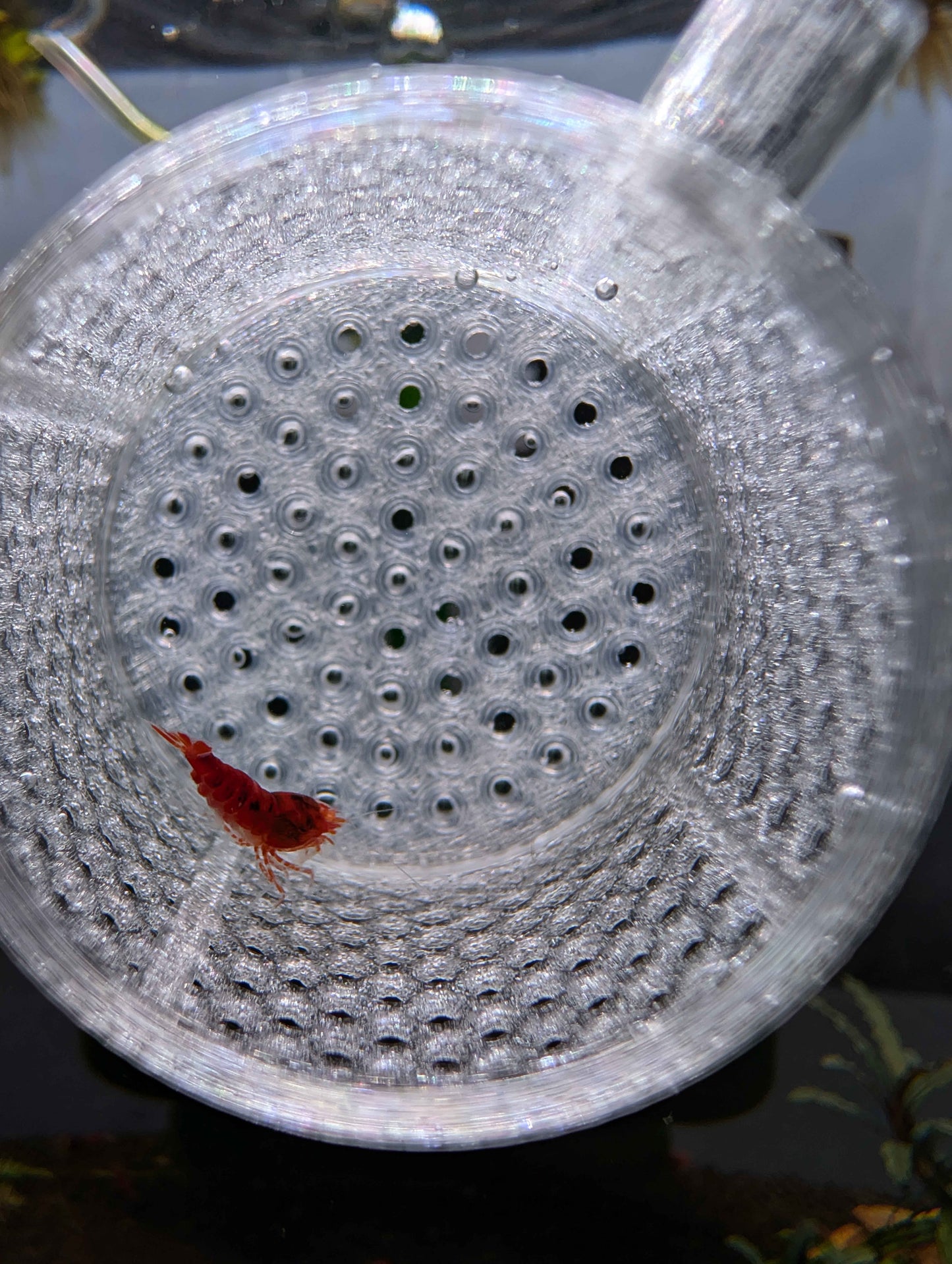Shrimp Net - Sturdy 12 Inch Aquarium Net for Neocaridina, Caridina & Small Fish