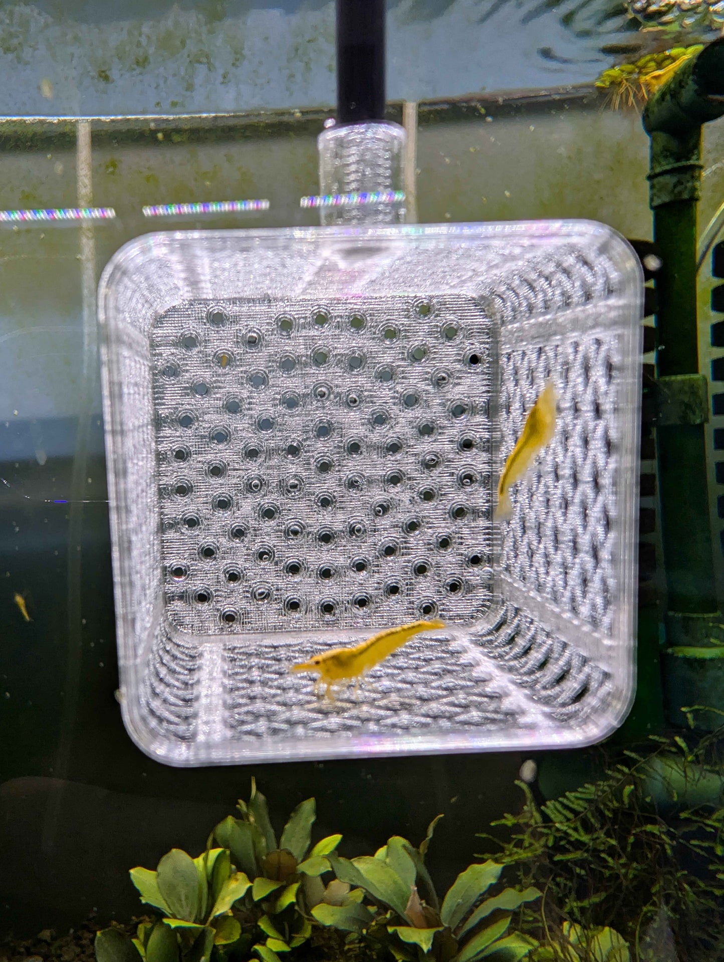 Square Shrimp Net - Sturdy 12 Inch Aquarium Net for Neocaridina, Caridina & Small Fish