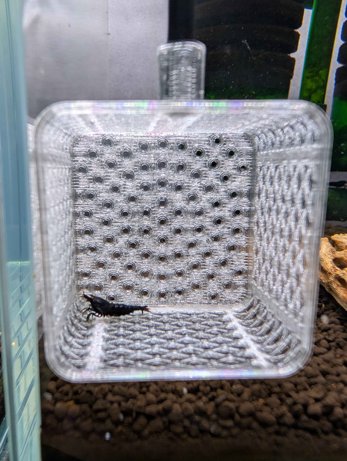 Square Shrimp Net - Sturdy 12 Inch Aquarium Net for Neocaridina, Caridina & Small Fish