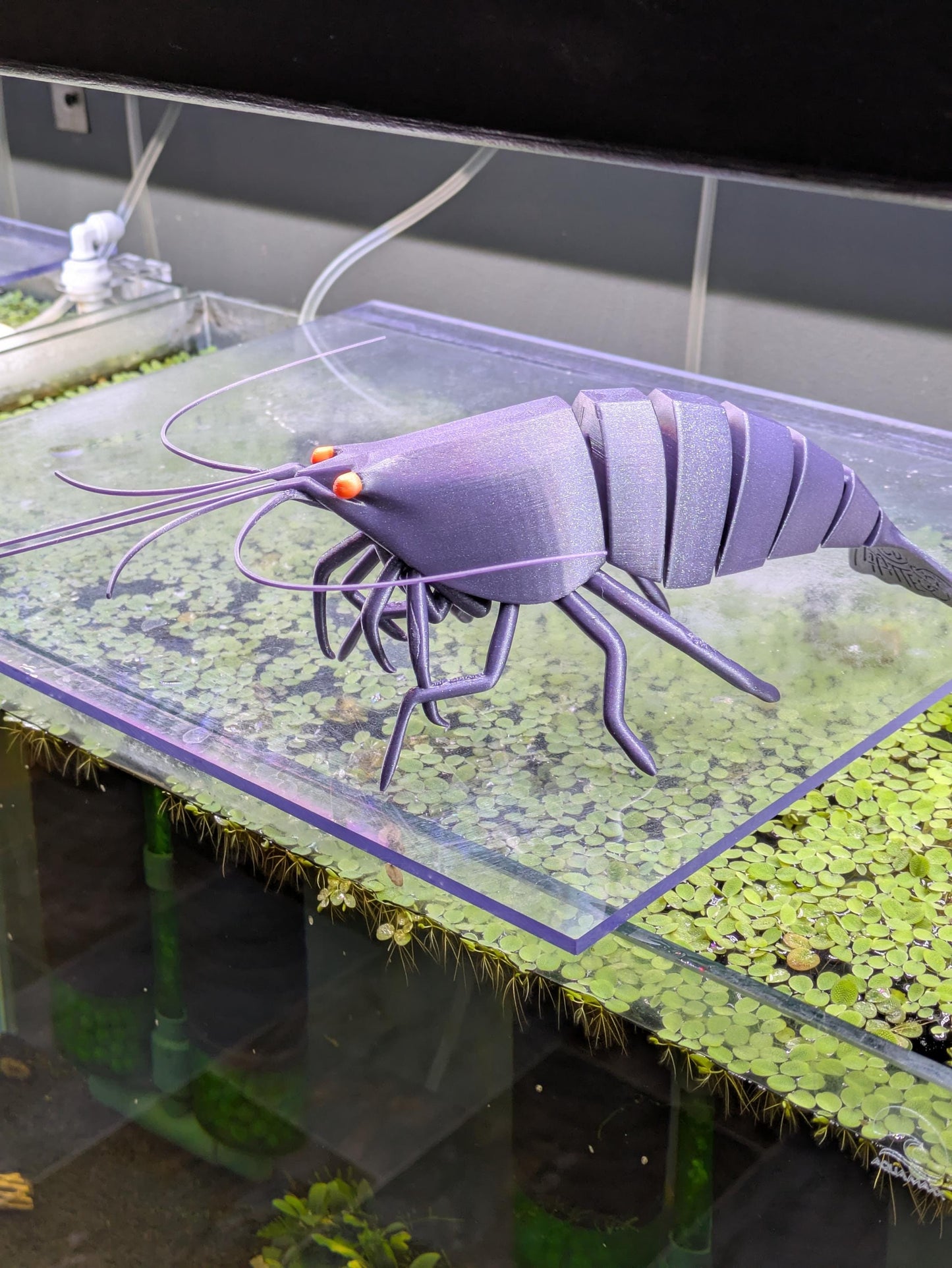 Giant Articulated Shrimp