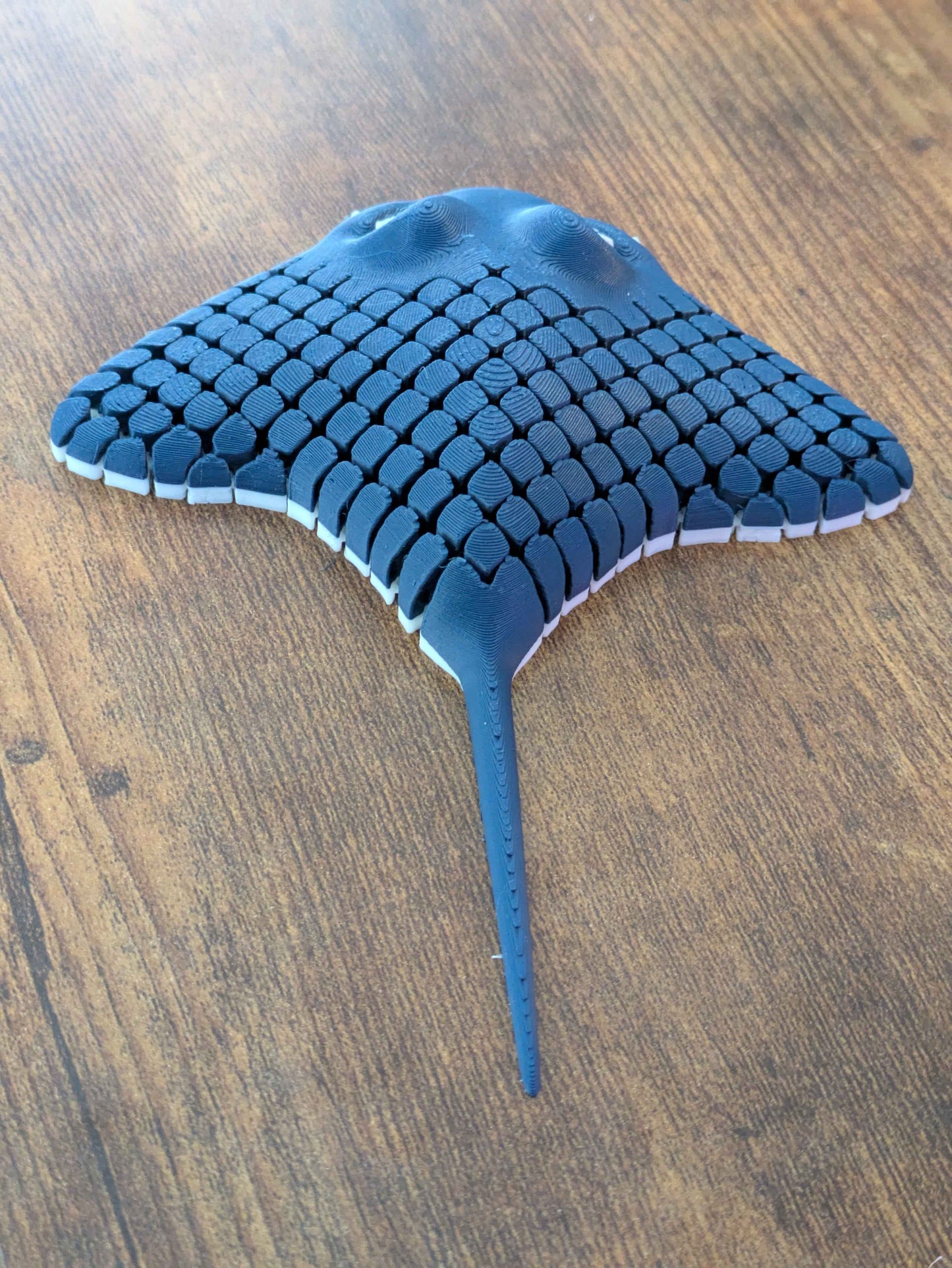 Manta Ray